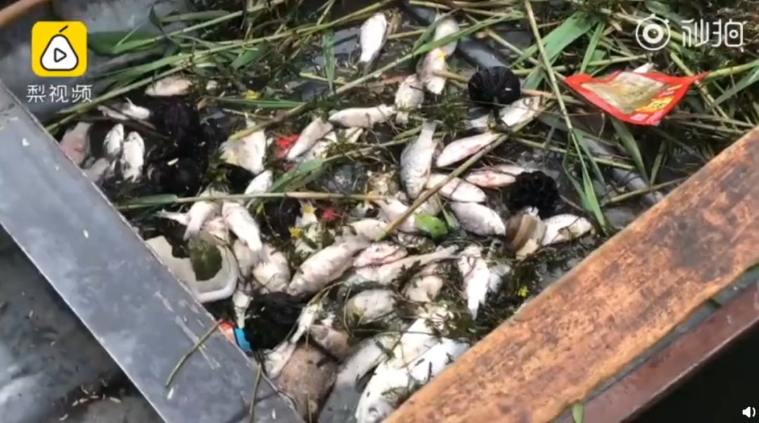 今日话题:单位食堂节假日期间对游客开放〡早安,张家界(343期)