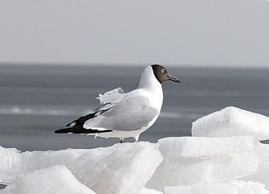 青海湖今年文武双开
