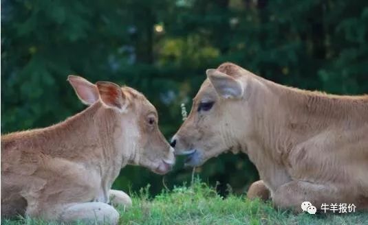 母牛流产常见的7种原因,怀孕母牛多久最容易流产