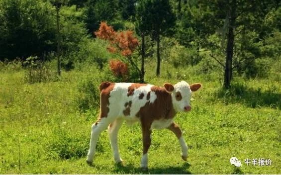 母牛流产常见的7种原因,怀孕母牛多久最容易流产