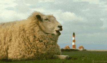 金橡树的波浪乳胶枕泰国原装进口,泰国进口乳胶枕只要99