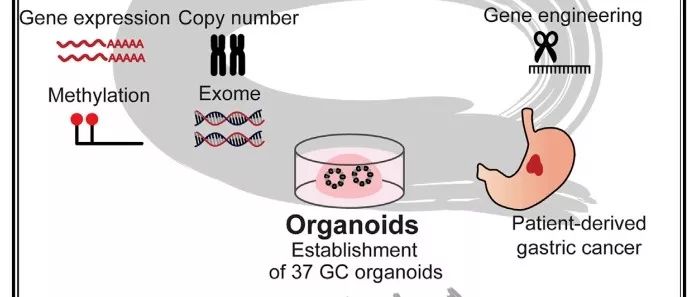 百晓生|PLoSPathogens：你的*伴侣性**可以改变你体内的微生物群