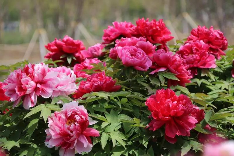 济宁太白湖牡丹园特惠票,济宁太白湖牡丹园门票怎么免费领