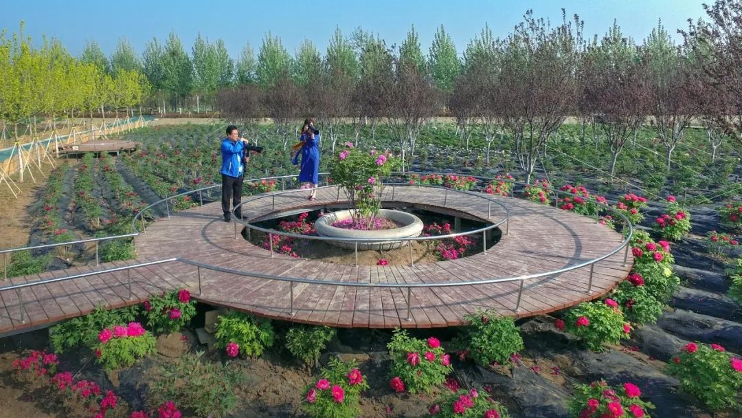 济宁太白湖牡丹园特惠票,济宁太白湖牡丹园门票怎么免费领