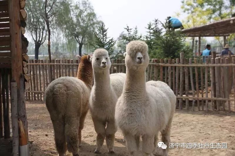 济宁太白湖牡丹园特惠票,济宁太白湖牡丹园门票怎么免费领