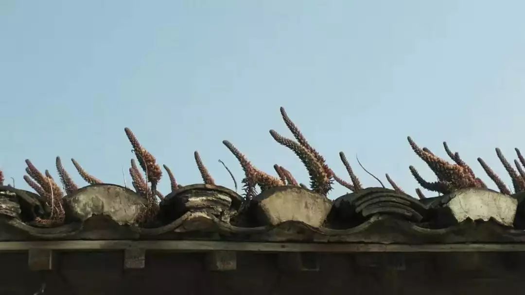 寮烘倣涔嬪厜,寮烘倣涔嬭檸