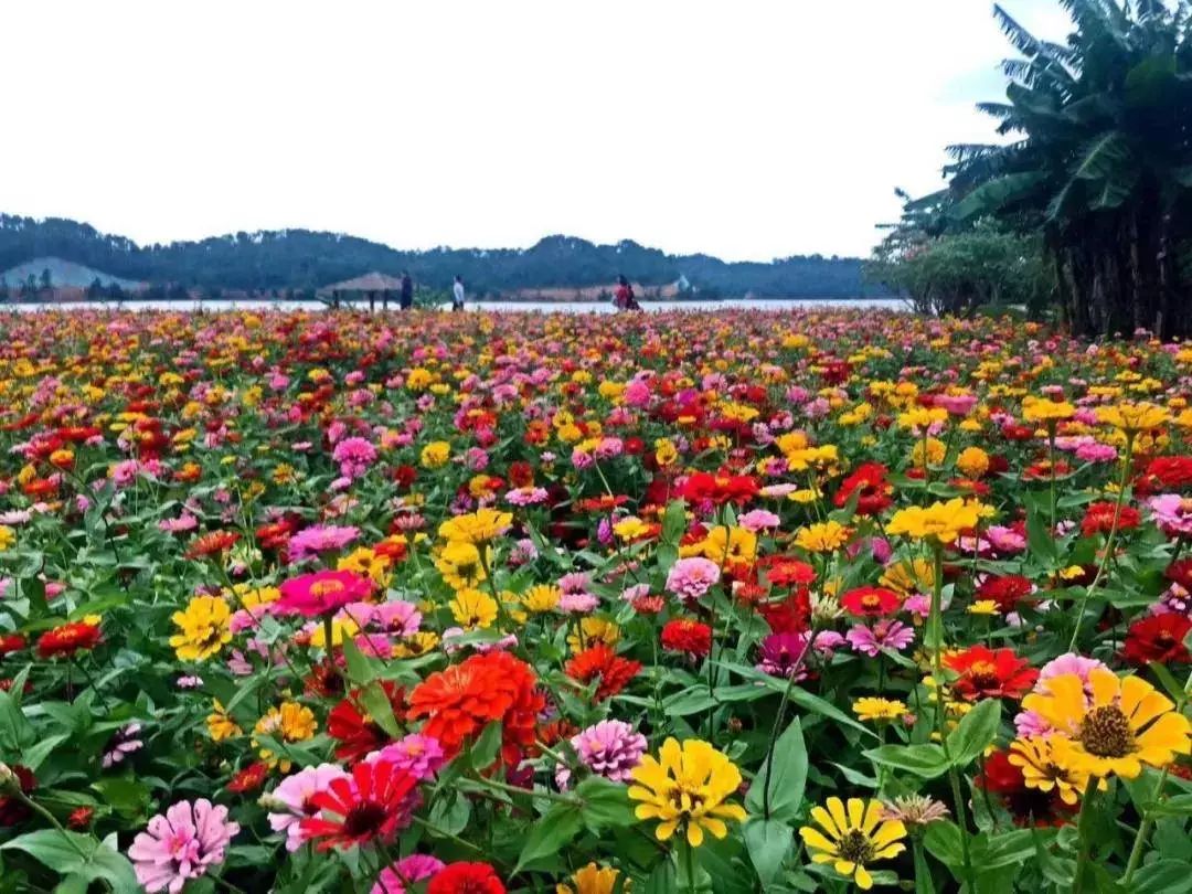 京闽中心酒店双人自助早餐81.8元,东南亚风情酒店自助早餐