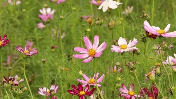 京闽中心酒店双人自助早餐81.8元,东南亚风情酒店自助早餐