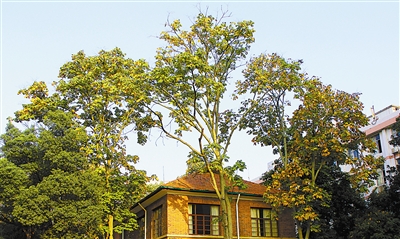 梧桐:会表情达意的树