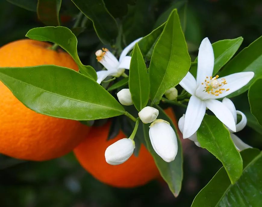 生发长头发神器,脱发生发最新科技