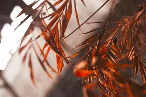 婚前择偶指南图,年轻男女婚前择偶的一个重要问题