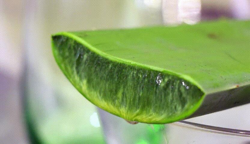 芦荟胶补水保湿提亮肤色晒后修复,万能芦荟胶补水美白修复敏感肌