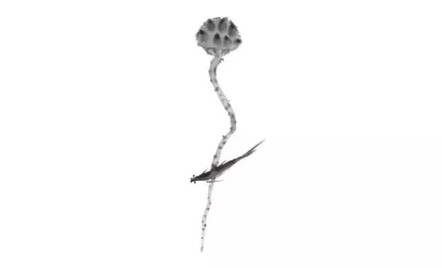 梦不回,梦不回歌词