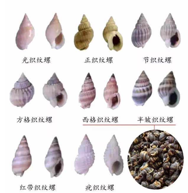 紧急提醒！近期千万别碰它！2岁男童吃后变植物人！暂无特效药