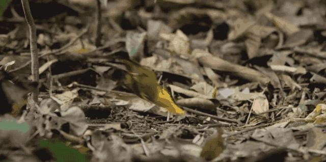 bbc经典必看十大纪录片,bbc十大经典纪录片9.9