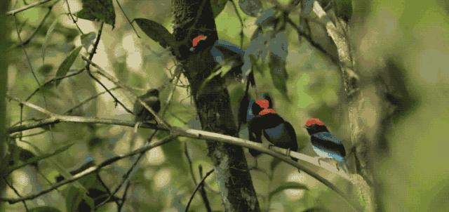 bbc经典必看十大纪录片,bbc十大经典纪录片9.9