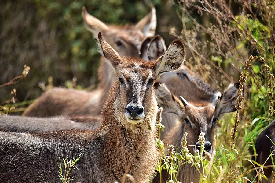 探索非洲动物世界|非洲—坦桑尼亚