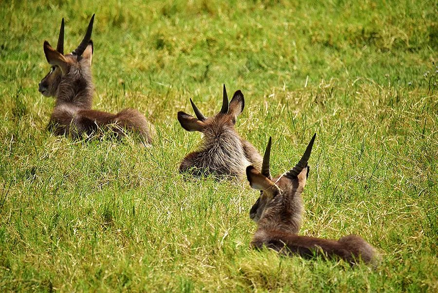 探索非洲动物世界|非洲—坦桑尼亚
