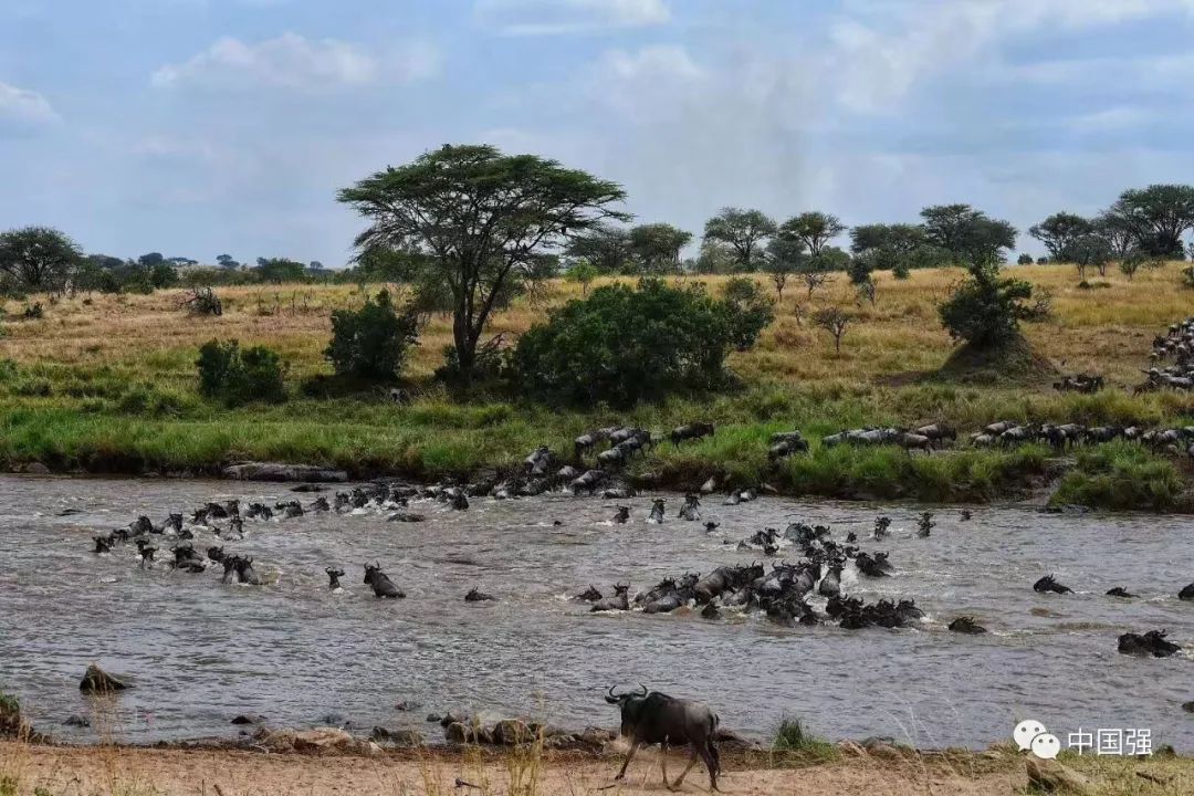 探索非洲动物世界|非洲—坦桑尼亚