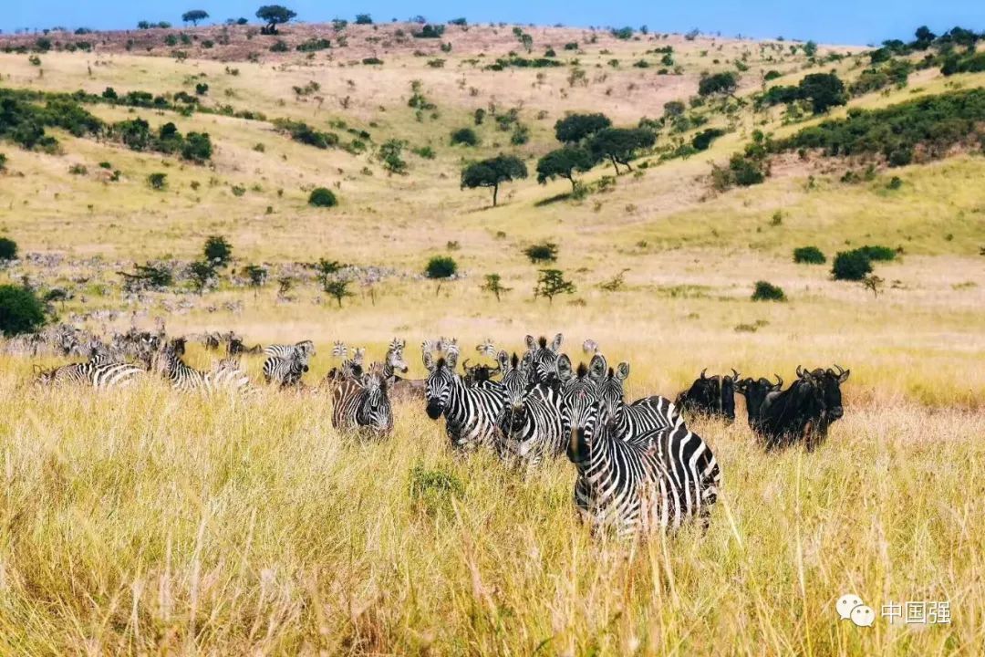 探索非洲动物世界|非洲—坦桑尼亚