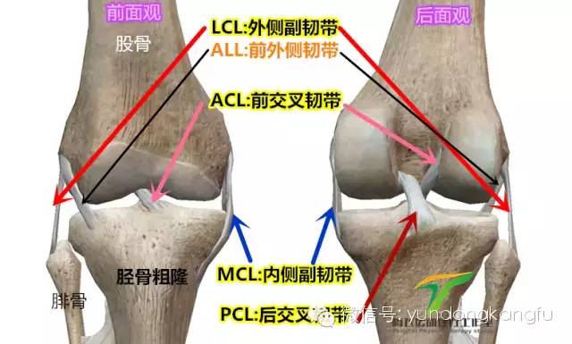 膝内侧副韧带损伤吃什么药,膝韧带损伤预防与康复训练