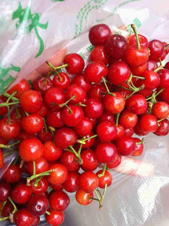 樱桃熟了采摘园乐山,宜宾樱桃几月份成熟