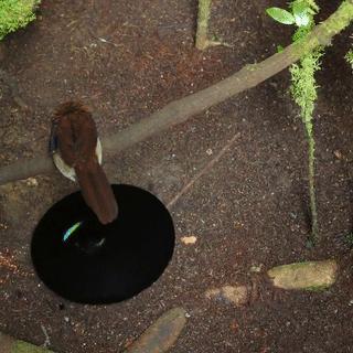 bbc经典必看十大纪录片,bbc十大经典纪录片9.9