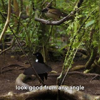 bbc经典必看十大纪录片,bbc十大经典纪录片9.9