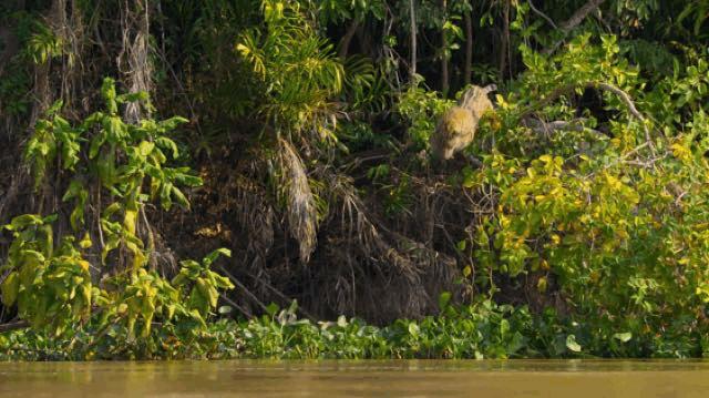 bbc经典必看十大纪录片,bbc十大经典纪录片9.9