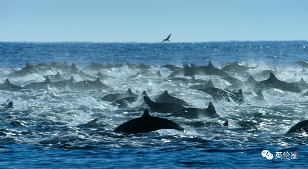 bbc经典必看十大纪录片,bbc十大经典纪录片9.9