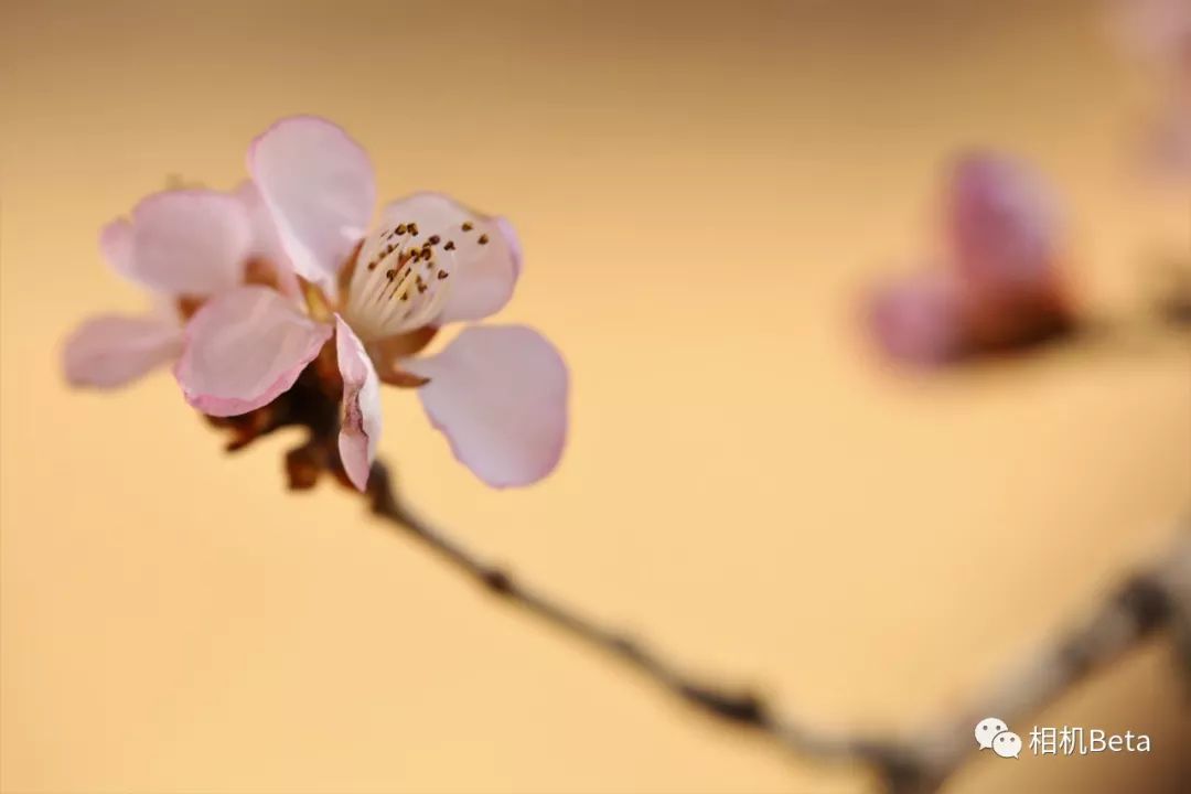 老蛙10mmf2.8多少钱,老蛙100mmf2.82倍微距