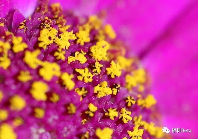 老蛙10mmf2.8多少钱,老蛙100mmf2.82倍微距