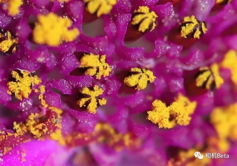 老蛙10mmf2.8多少钱,老蛙100mmf2.82倍微距