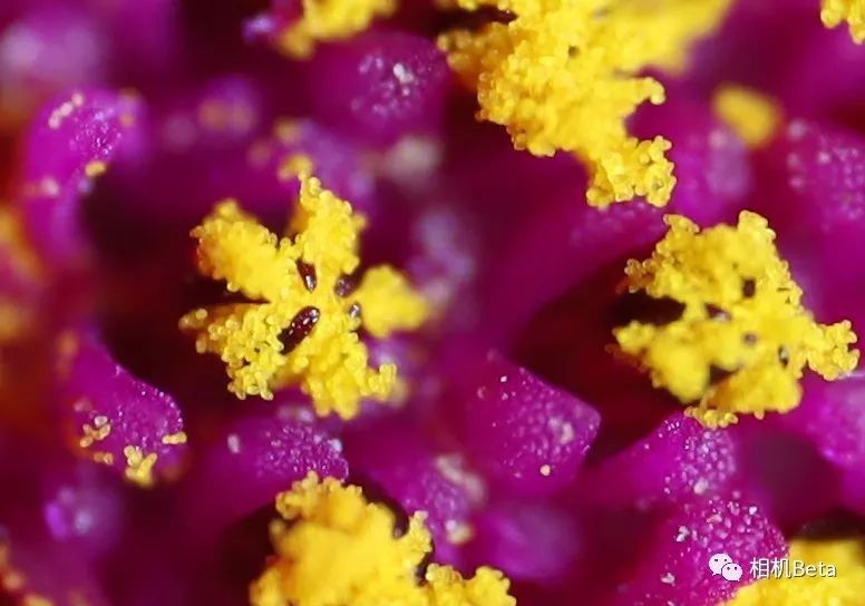 老蛙10mmf2.8多少钱,老蛙100mmf2.82倍微距