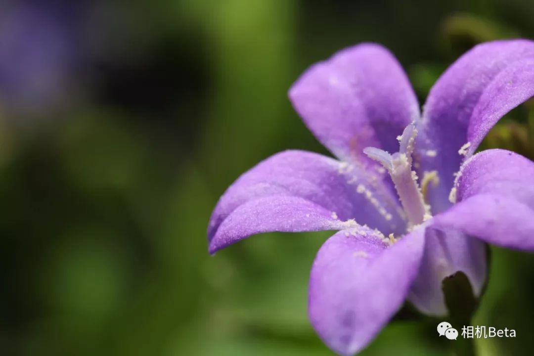 老蛙10mmf2.8多少钱,老蛙100mmf2.82倍微距