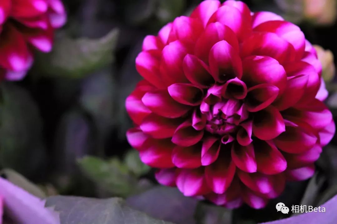 老蛙10mmf2.8多少钱,老蛙100mmf2.82倍微距