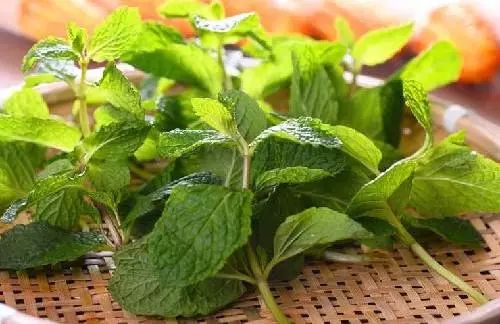 薄荷驱蚊被子怎么用,薄荷防蚊虫被子