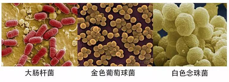 薄荷驱蚊被子怎么用,薄荷防蚊虫被子