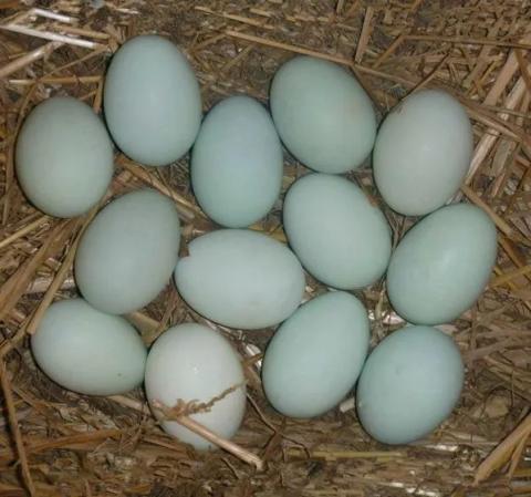 号外号外活动来袭,号外号外活动