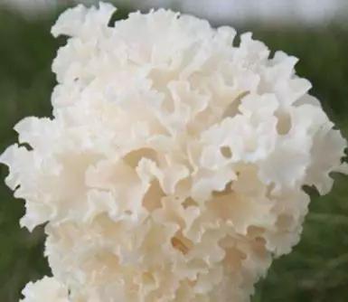 号外号外活动来袭,号外号外活动