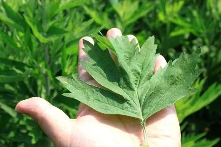 艾叶有毒吗能吃不,为什么有人说艾叶有毒