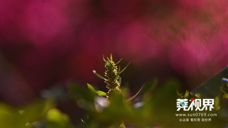 东莞寮步镇生态园重大项目,寮步一等奖