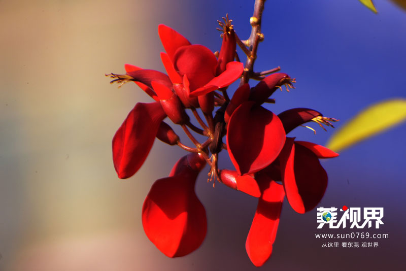 东莞寮步镇生态园重大项目,寮步一等奖