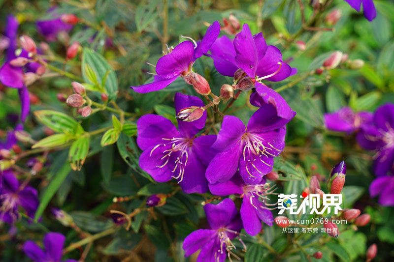 东莞寮步镇生态园重大项目,寮步一等奖