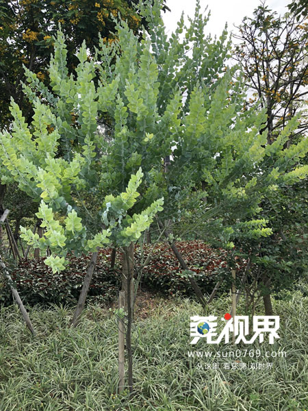 东莞寮步镇生态园重大项目,寮步一等奖