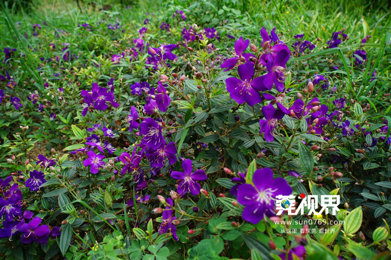 东莞寮步镇生态园重大项目,寮步一等奖