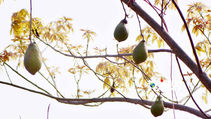 东莞寮步镇生态园重大项目,寮步一等奖