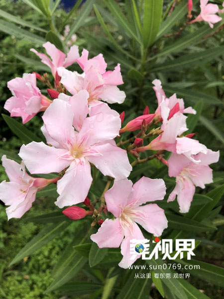 东莞寮步镇生态园重大项目,寮步一等奖