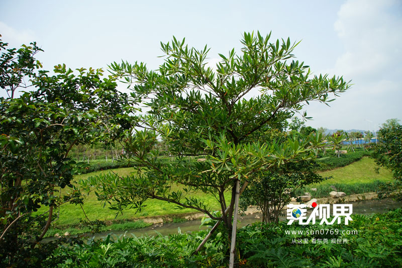 东莞寮步镇生态园重大项目,寮步一等奖