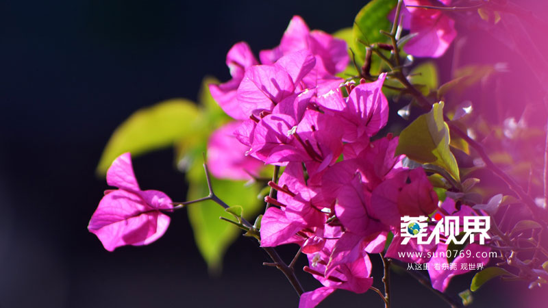 东莞寮步镇生态园重大项目,寮步一等奖